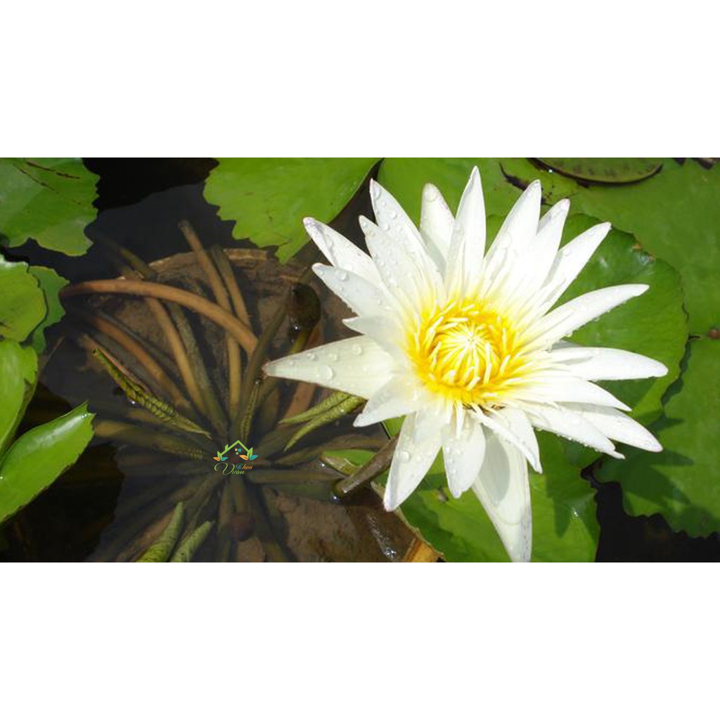 - Cây hoa súng Thái màu trắng