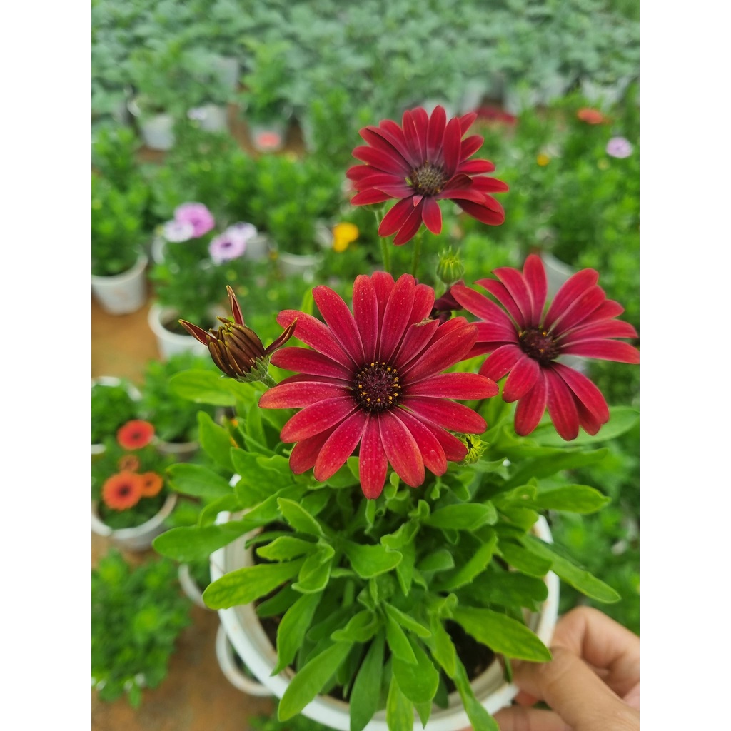 Chậu cúc nam phi,Osteospermum sẵn hoa nhiều màu cho khách chọn-vườn của boss