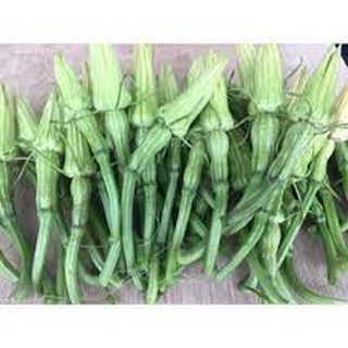 Hạt giống bí siêu nụ ăn non