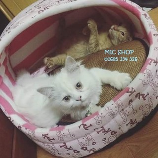 Chiếu cói 