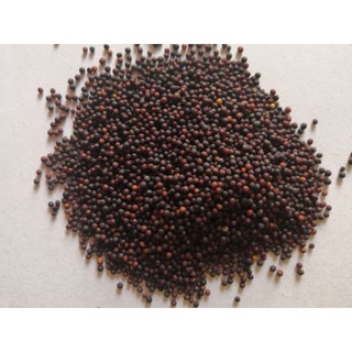 1 Lạng hạt giống rau cải chip