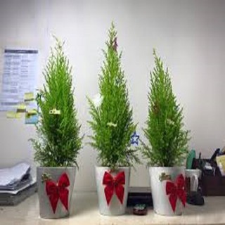 Cây Tùng Thơm, làm decor siêu đẹp