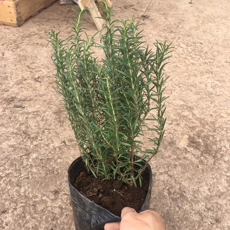 Cây Hương Thảo(Rosemary) Tán Xum,Cao,Hương Thơm Dễ Chịu,Xua Đuổi Côn Trùng (ẢNH THẬT)