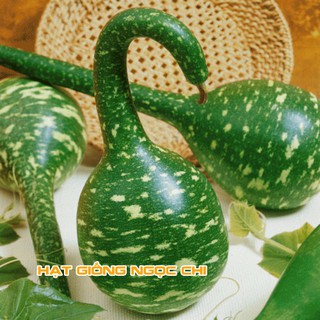 Hạt Giống Bầu Thiên Nga - 5 Hạt