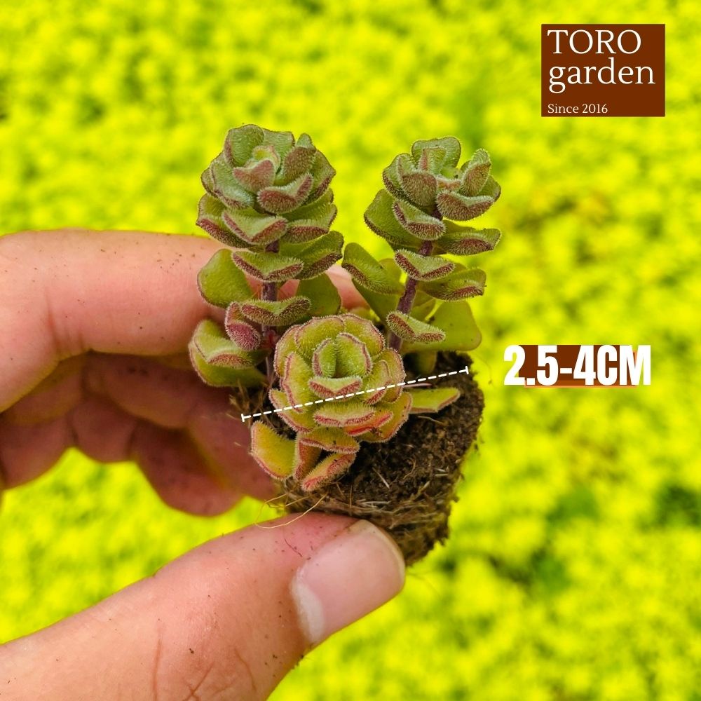 Sen đá sedum hoa hồng pháp Đà Lạt size mini cây cảnh trang trí nhà cửa Toro garden