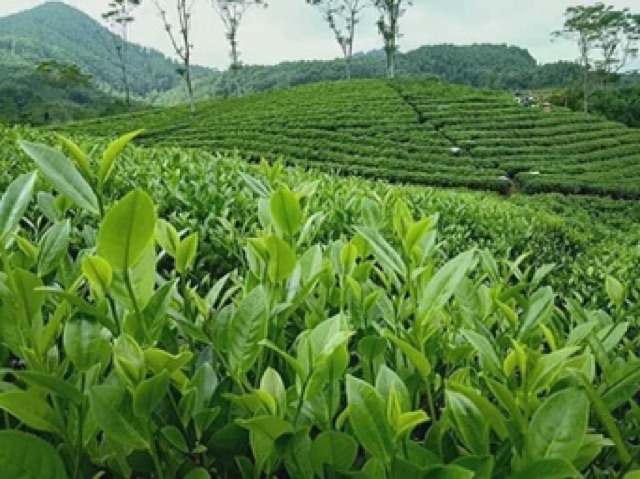 Trà thái đặc biệt thơm ngon 500g | BigBuy360 - bigbuy360.vn