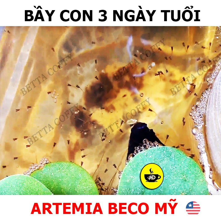 COMBO Bộ ấp Artemia - Thức ăn cho cá nhỏ