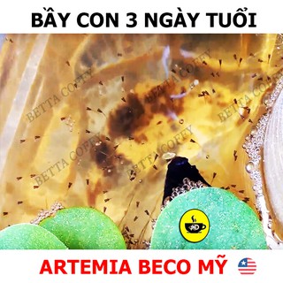 Thức ăn cho cá 7 màu & betta con - Cám CC Brown 🐣