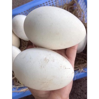 TRỨNG NGỖNG TRÁI TO_ SẠCH NHÀ NUÔI 100%