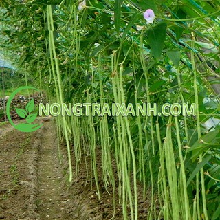 20GR - HẠT GIỐNG ĐẬU ĐŨA LEO XANH