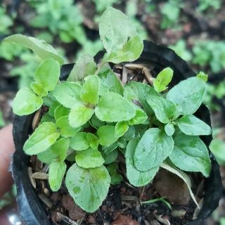 Kinh gởi cây oregano