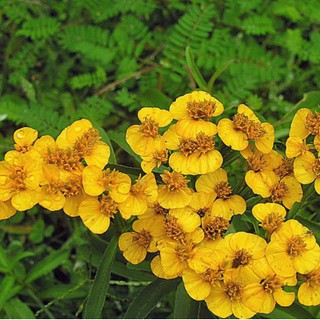  Gói 50 hạt giống Bạc Hà Mexico Thơm, Dễ Trồng