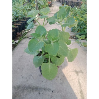 Cây húng chanh bầu 3 cây