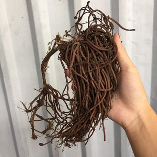 [củ giống] Củ hoa leo ông lão - Clematis uncinata