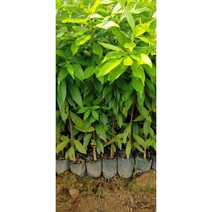 CÂY GIỐNG TRÂM  THÁI LAN