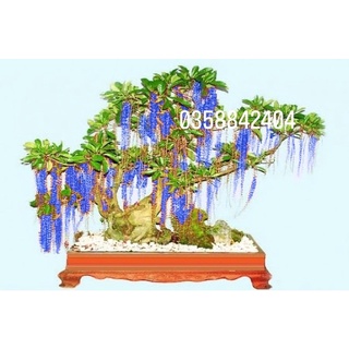 Cây hoa Lộc vừng(bầu cây giống )