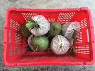 Bưởi da xanh ruột đỏ