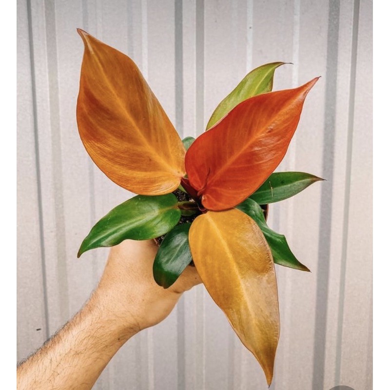 Cây trầu bà đế vương đỏ nâu lá nhọn