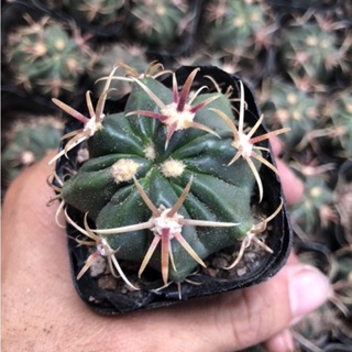 Xương rồng móc câu
