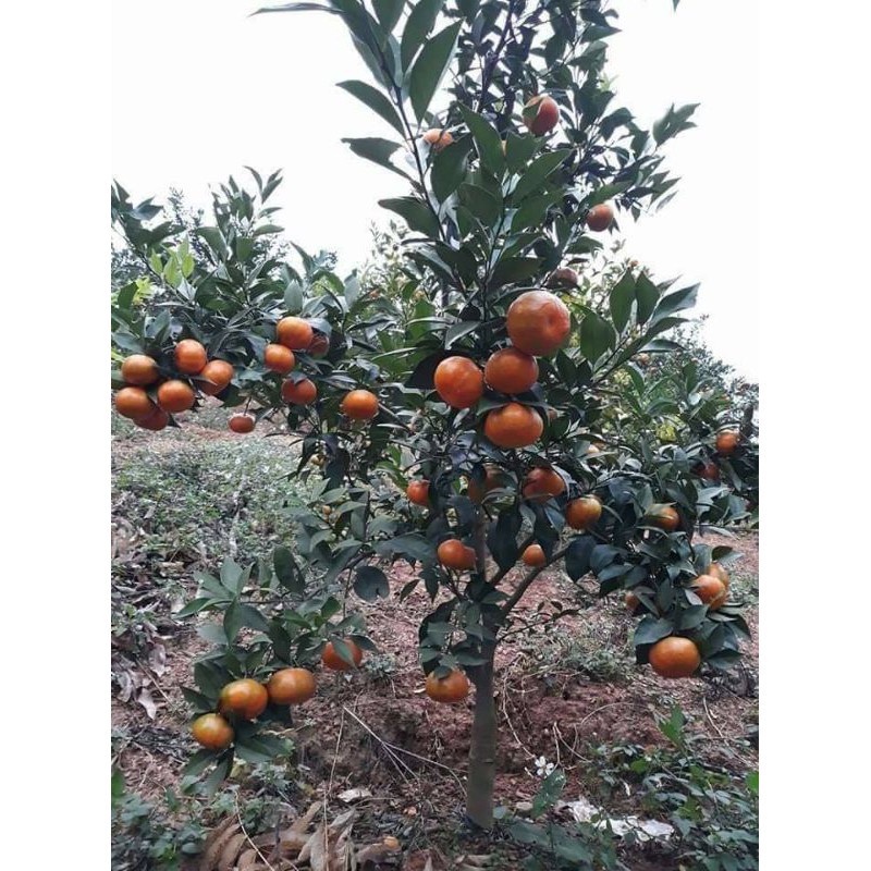 Giống Cây Quýt Đường Thái Lan