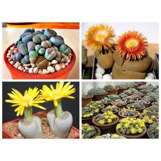 20 hạt giống đá sống - thạch lan mix màu giá sỉ