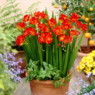 Củ giống hoa lan nam phi hoa màu đỏ - mỗi củ tặng 1 vien nén ươm củ