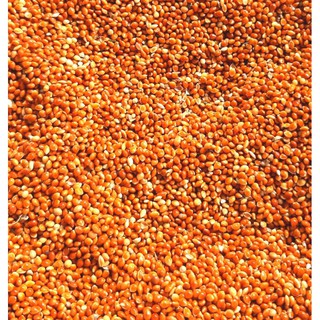 Kê đỏ hạt to đóng gói 500g/1kg
