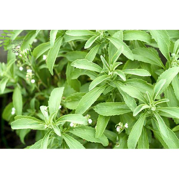 Cỏ ngọt khô 100 gram Tinh Hoa Trà Thảo Mộc Món Qùa Từ Thiên Nhiên