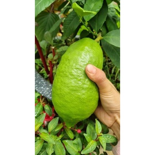 Cây 🌲 Chanh 🍋  vàng ( giống úc ) đang trái