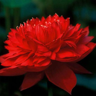 [ Siêu Rẻ ] Hạt sen đủ màu như hình