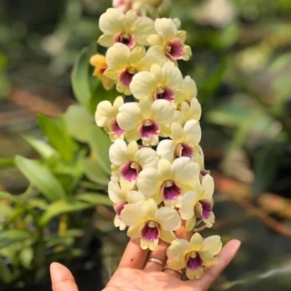 (1 chậu) Hoa lan đồng tiền trắng - hàng lá