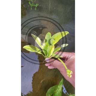 Lan nước var thủy sinh
