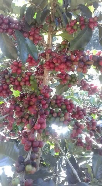 Cà phê nguyên chất 1kg ( trả giá) | BigBuy360 - bigbuy360.vn