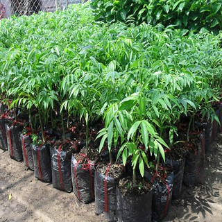 Cây giống cóc Thái siêu quả