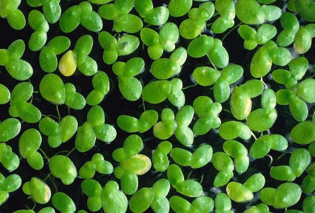 18 Cái Tôm Cá: Loại Nổi Trên Cỏ Vịt