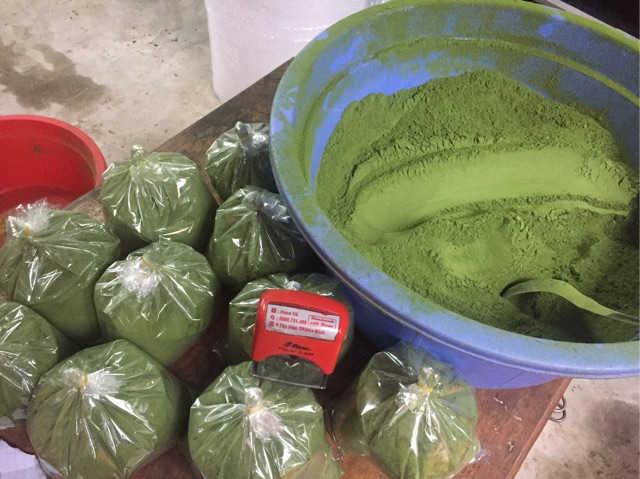 Bột chùm ngây nguyên chất sấy lạnh nhà làm | BigBuy360 - bigbuy360.vn