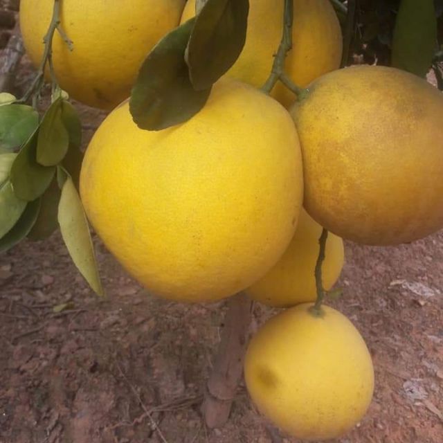 Bưởi diễn ngon cây 14 năm.