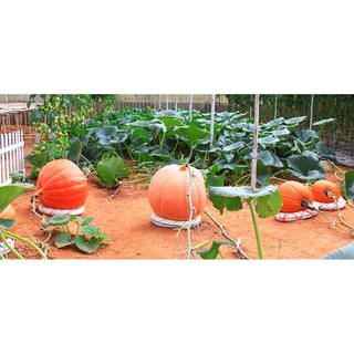 Hạt giống Bí ngô khổng lồ 4 Hạt