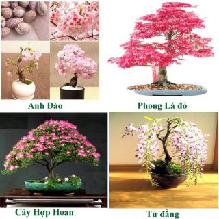 [RỂ VÔ ĐỊCH] COMBO 4 GÓI HẠT GIỐNG CÁC LOẠI HOA TỪ NHẬT: TỬ ĐẰNG, PHONG LÁ ĐỎ, ANH ĐÀO, CÂY HỢP HOAN