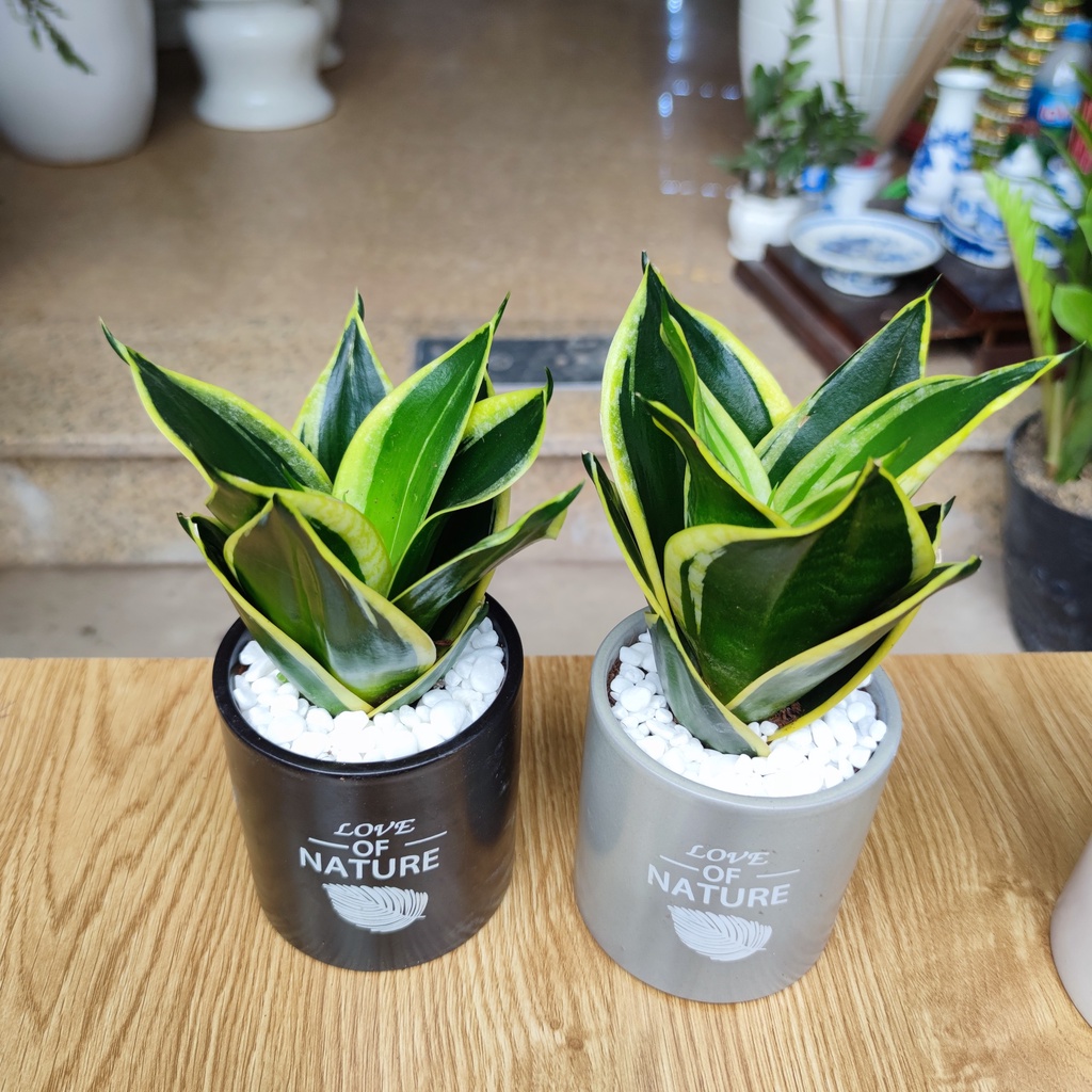 Cây lưỡi hổ , TRÚC 3 THÂN , VẠN LỘC  chậu sứ trải đá siêu rẻ