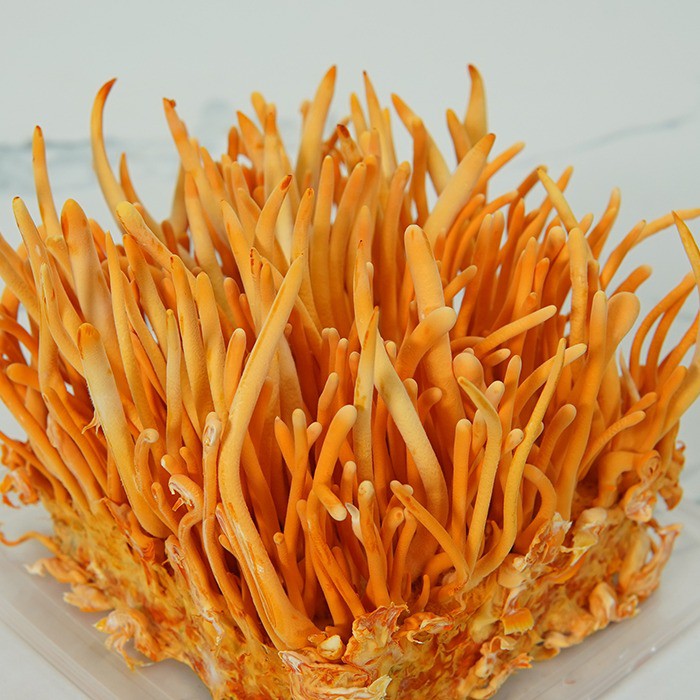 Havan Plus