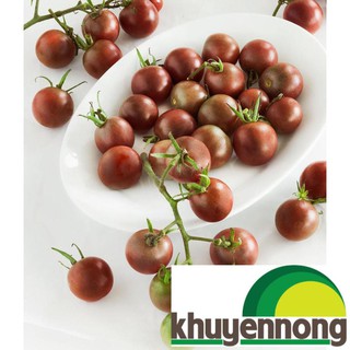 Gói 30 hạt giống cà chua socola