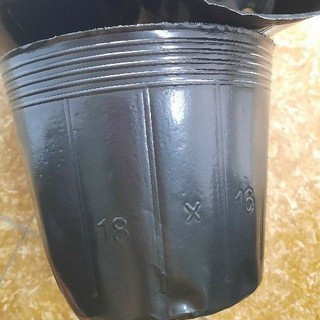 1kg bầu ươm 18x16 tầm 130 chiếc tùy lô dày mỏng