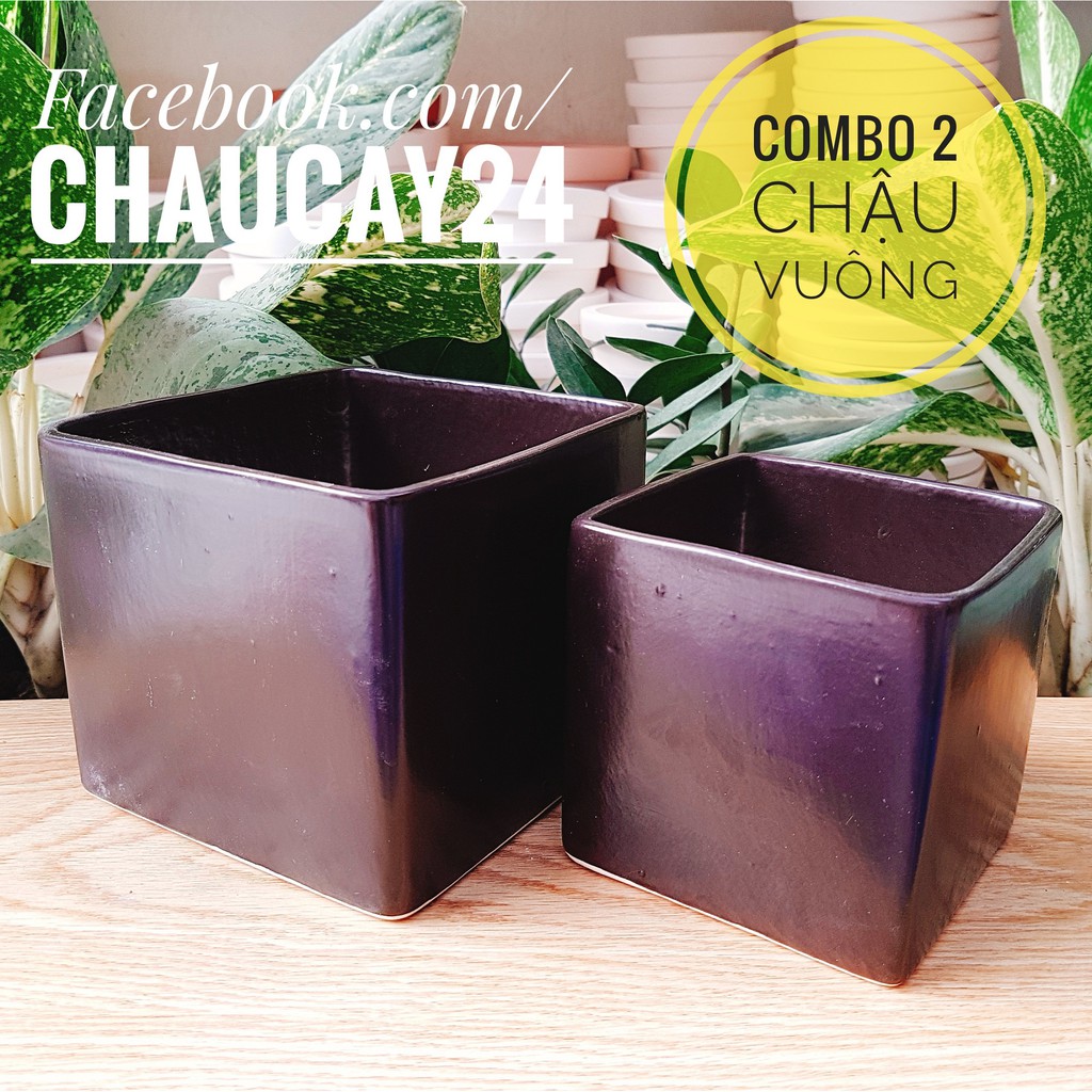 Chậu cây cảnh để bàn, cây văn phòng, cây hoa kiểng, cây bonsai hình vuông