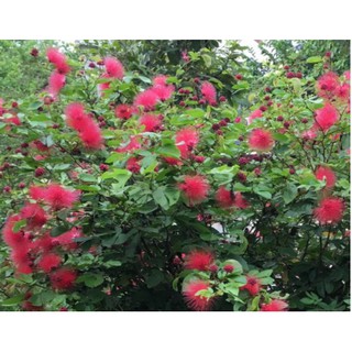 Cây điệp lào, cây cho hoa quanh năm, thân dẻo dễ tạo dáng bonsai - Calliandra emarginata .-UtNho