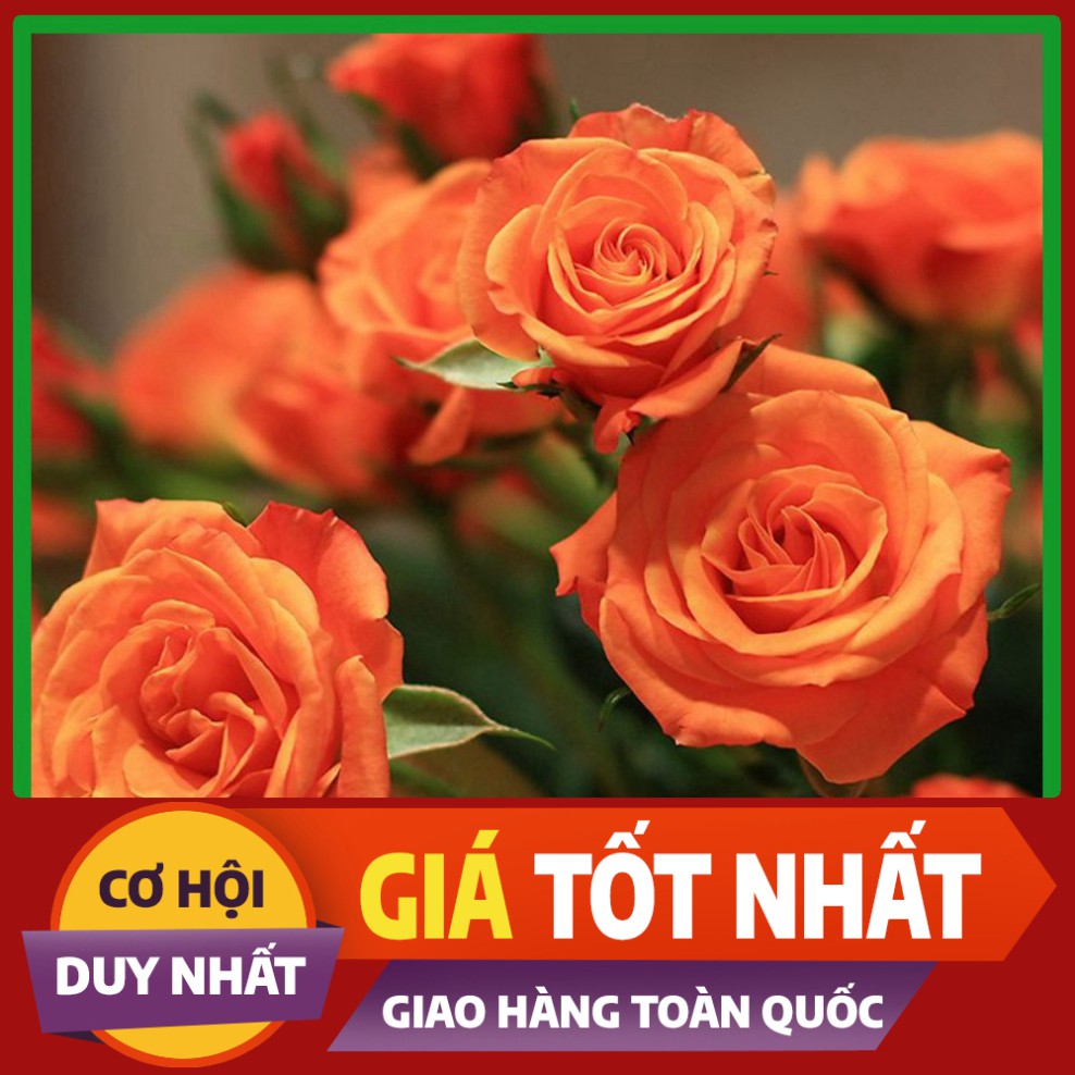 Hạt giống hoa Hồng Tỉ Muội