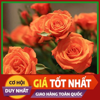 Hạt giống hoa Hồng Tỉ Muội