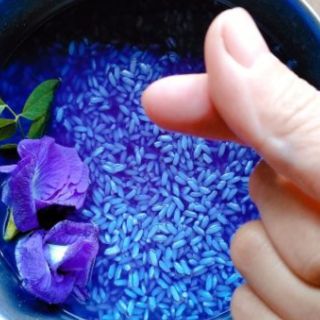 hạt giống hoa đậu biếc 50 hạt