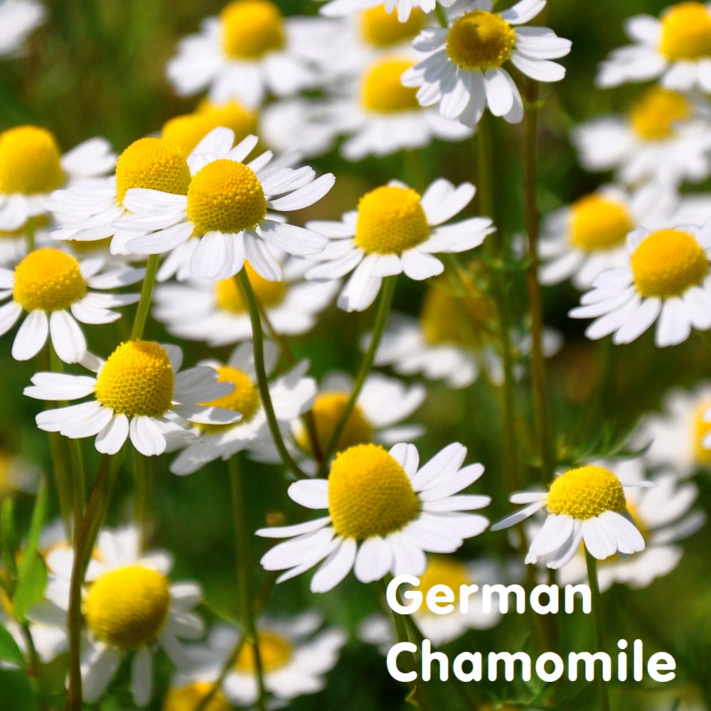 Tinh dầu cúc La Mã German Chamomile Essential Oil