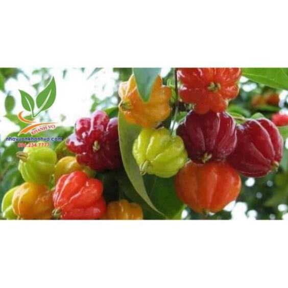 Surinam cherry độc lạ sắp ra trái - Nhà Vườn Khánh Võ